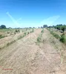 Земеделски имот в Пловдив, с. Марково