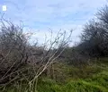 Снимка 5 — Земеделски имот във Варна, с. Петров дол