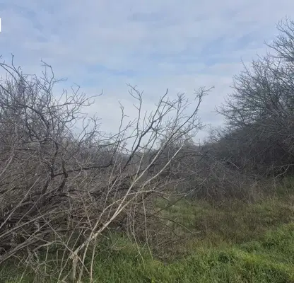 Photo 5 — Agricultural Land in Oblast Varna, Petrov Dol