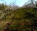 Снимка 4 — Земеделски имот в Стара Загора, с. Ракитница