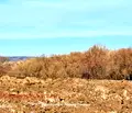 Снимка 2 — Земеделски имот в Перник, с. Витановци