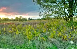 Къща в Силистра, Алфатар