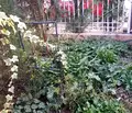 Снимка 4 — Къща в Добрич, Център