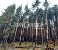 Снимка 3 — Къща в с. Бистрица