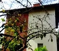 Снимка 2 — Къща в Кюстендил, с. Лиляч