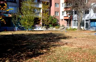 Офис в София, Белите брези