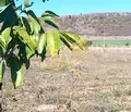 Снимка 2 — Парцел в Бургас, с. Бата