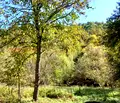 Снимка 3 — Парцел в Ловеч, с. Черни Вит