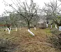 Снимка 2 — Парцел в Шумен, с. Кюлевча