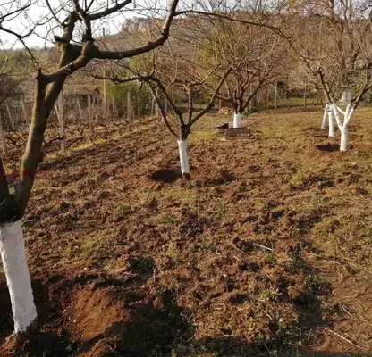Photo 5 — Plot in Oblast Shumen, Kyulevcha