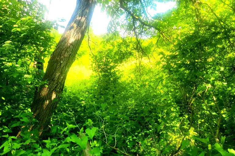 Plot in Pleven, Strajata