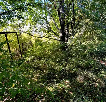 Снимка 3 — Парцел в Бургас, с. Кошарица