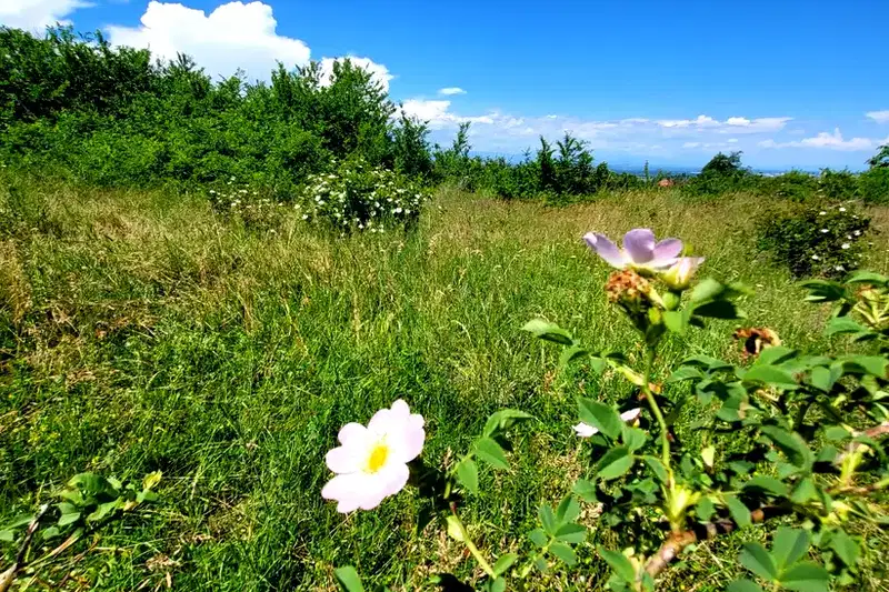 Парцел в Пазарджик, с. Паталеница