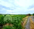 Снимка 3 — Парцел в Стара Загора, с. Преславен