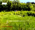 Снимка 3 — Парцел във Варна, м-т Сълзица