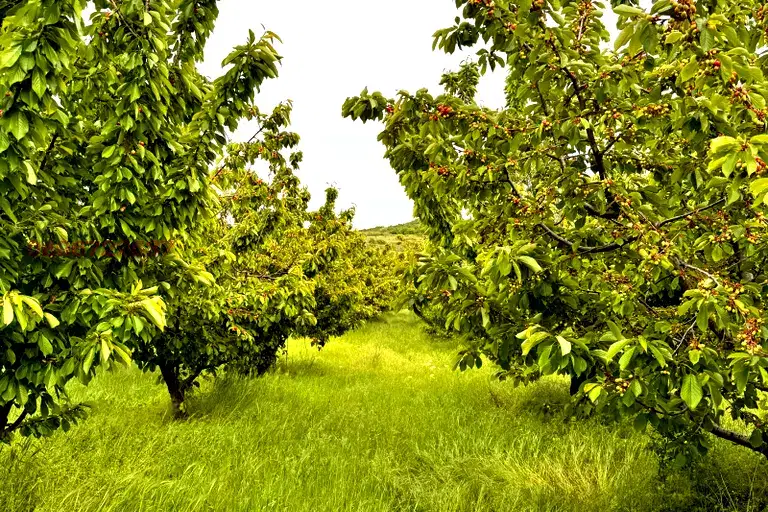 Земеделски имот в Пловдив, Куклен