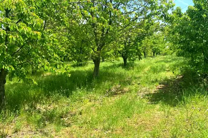 Agricultural Land in Oblast Kyustendil, Gorna Grashtica