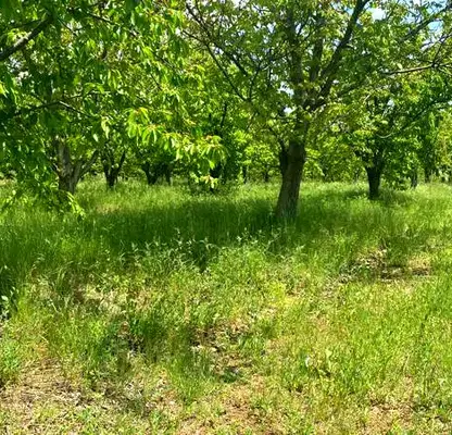 Photo 2 — Agricultural Land in Oblast Kyustendil, Gorna Grashtica