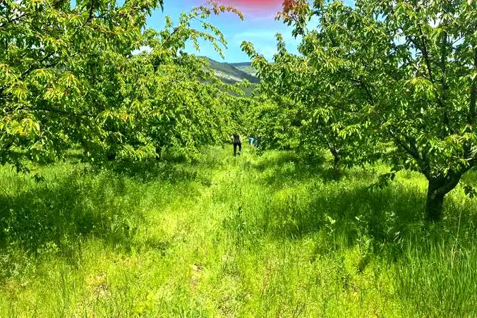 Agricultural Land in Oblast Kyustendil, Gorna Grashtica