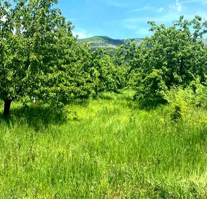 Photo 3 — Agricultural Land in Oblast Kyustendil, Gorna Grashtica
