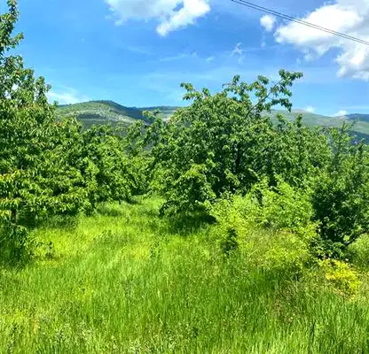 Photo 4 — Agricultural Land in Oblast Kyustendil, Gorna Grashtica