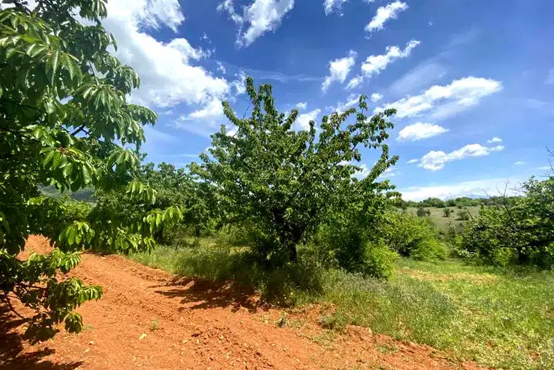 Agricultural Land in Oblast Kyustendil, Gorna Grashtica