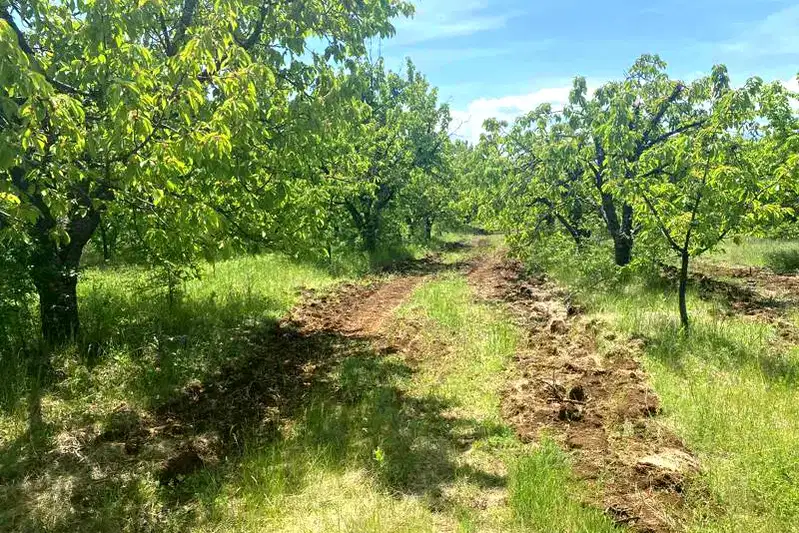 Agricultural Land in Oblast Kyustendil, Gorna Grashtica