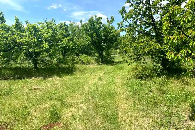 Agricultural Land in Oblast Kyustendil, Gorna Grashtica