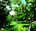 Снимка 4 — Къща в София, с. Дреново