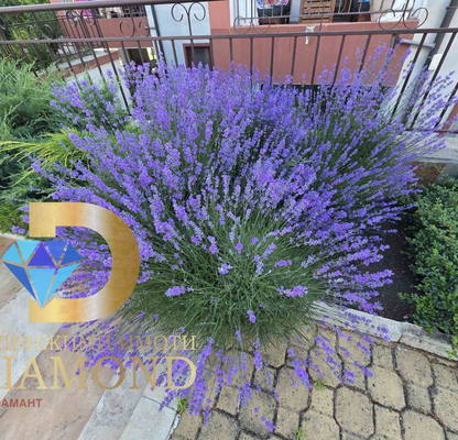 Photo 4 — 2-bedroom apartment in Oblast Burgas, Aheloi