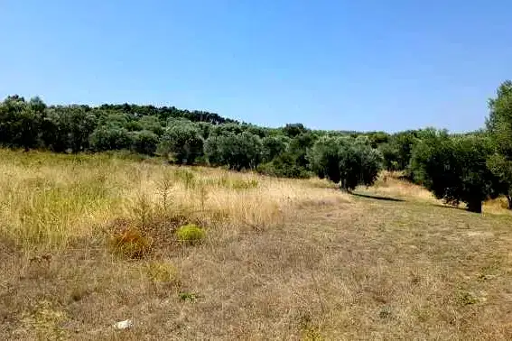 Plot in Халкидики
