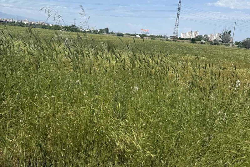 Plot in Plovdiv, Цариградско шосе