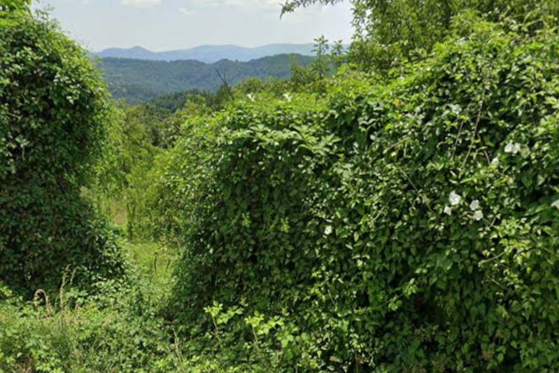 Plot in Oblast Lovech, Balabansko