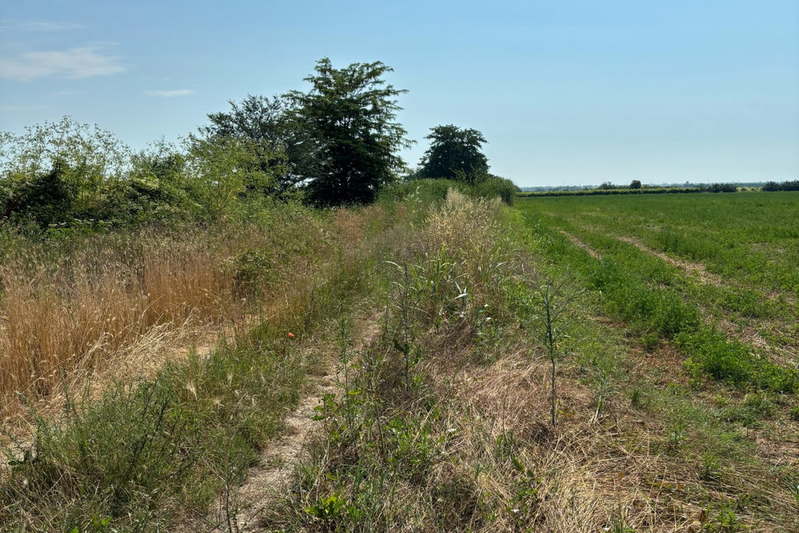 Plot in Oblast Plovdiv, Brestnik