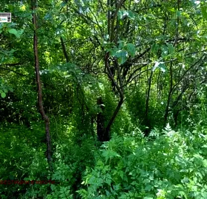 Photo 5 — Plot in Oblast Pernik, Divotino