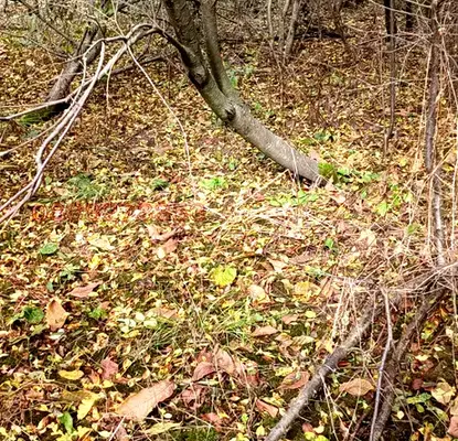 Photo 3 — Plot in Oblast Pernik, Dolni Romanci