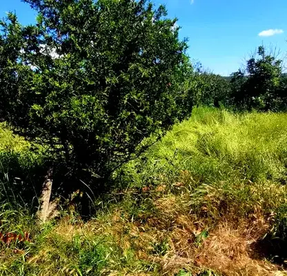 Photo 5 — Plot in Oblast Varna, General Kiselovo