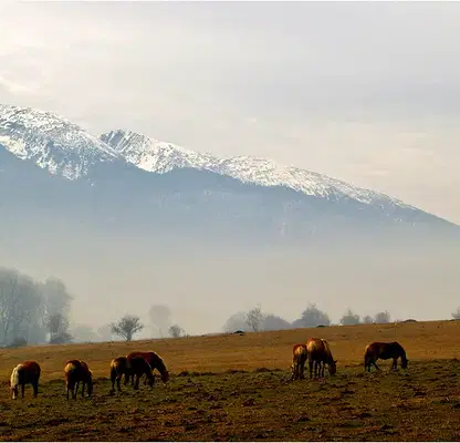 Photo 2 — Plot in Oblast Blagoevgrad, Godlevo