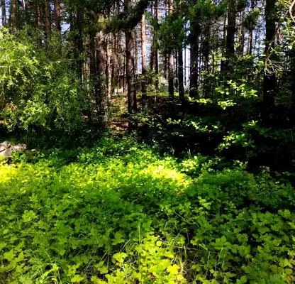 Снимка 2 — Парцел в Пловдив, с. Гълъбово