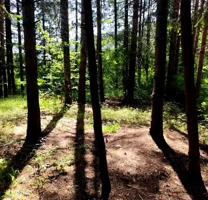 Снимка 4 — Парцел в Пловдив, с. Гълъбово