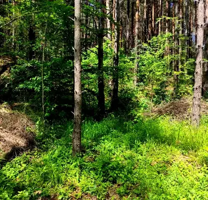 Снимка 5 — Парцел в Пловдив, с. Гълъбово