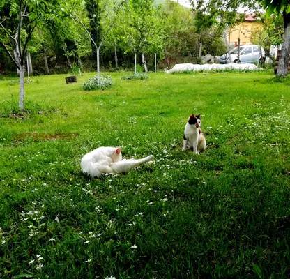 Photo 2 — Plot in Oblast Kyustendil, Jilenci
