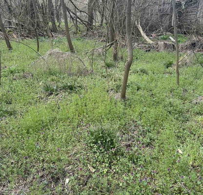 Photo 2 — Plot in Oblast Veliko Tyrnovo, Kypinovo