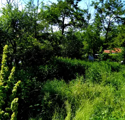 Photo 3 — Plot in Kyustendil, Mlamolovo