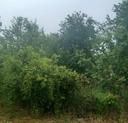 Photo 3 — Plot in област София, Novi Han