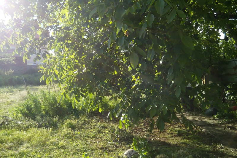 Plot in Svetovrachene