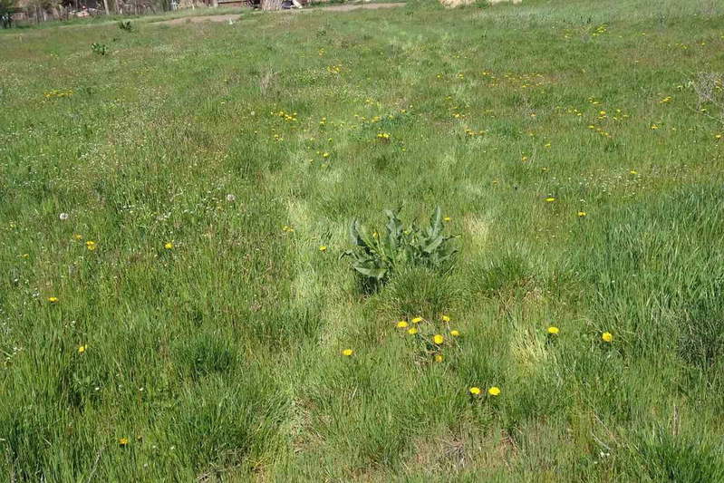 Plot in Oblast Stara Zagora, Syrnevo