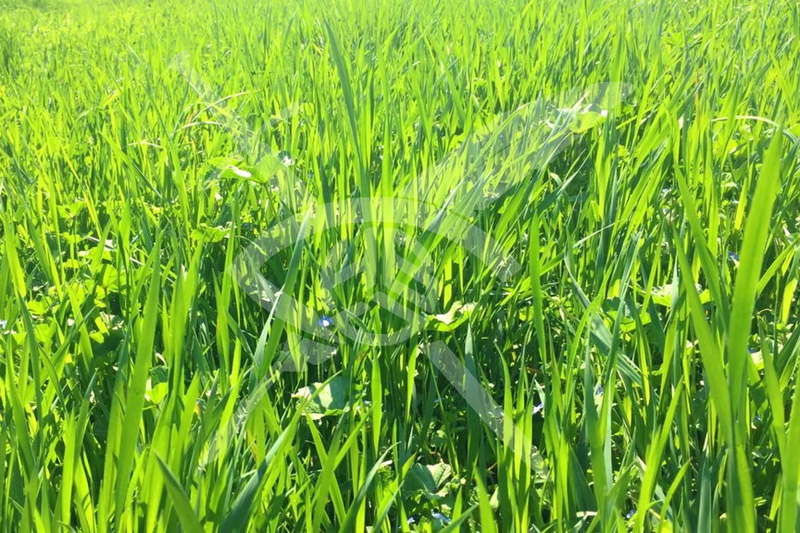 Plot in Oblast Burgas, Trystikovo