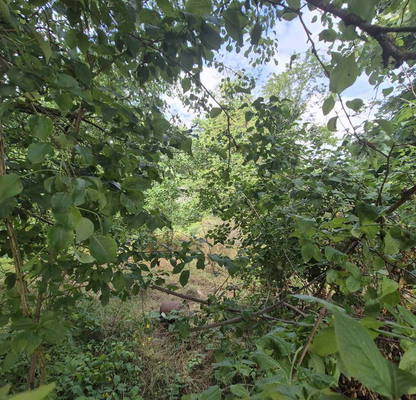 Photo 5 — Plot in Oblast Varna, Zornica