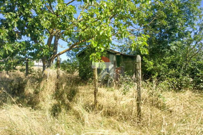 Plot in Zvezdica